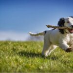 How to take care of your dog with the help of mobile applications