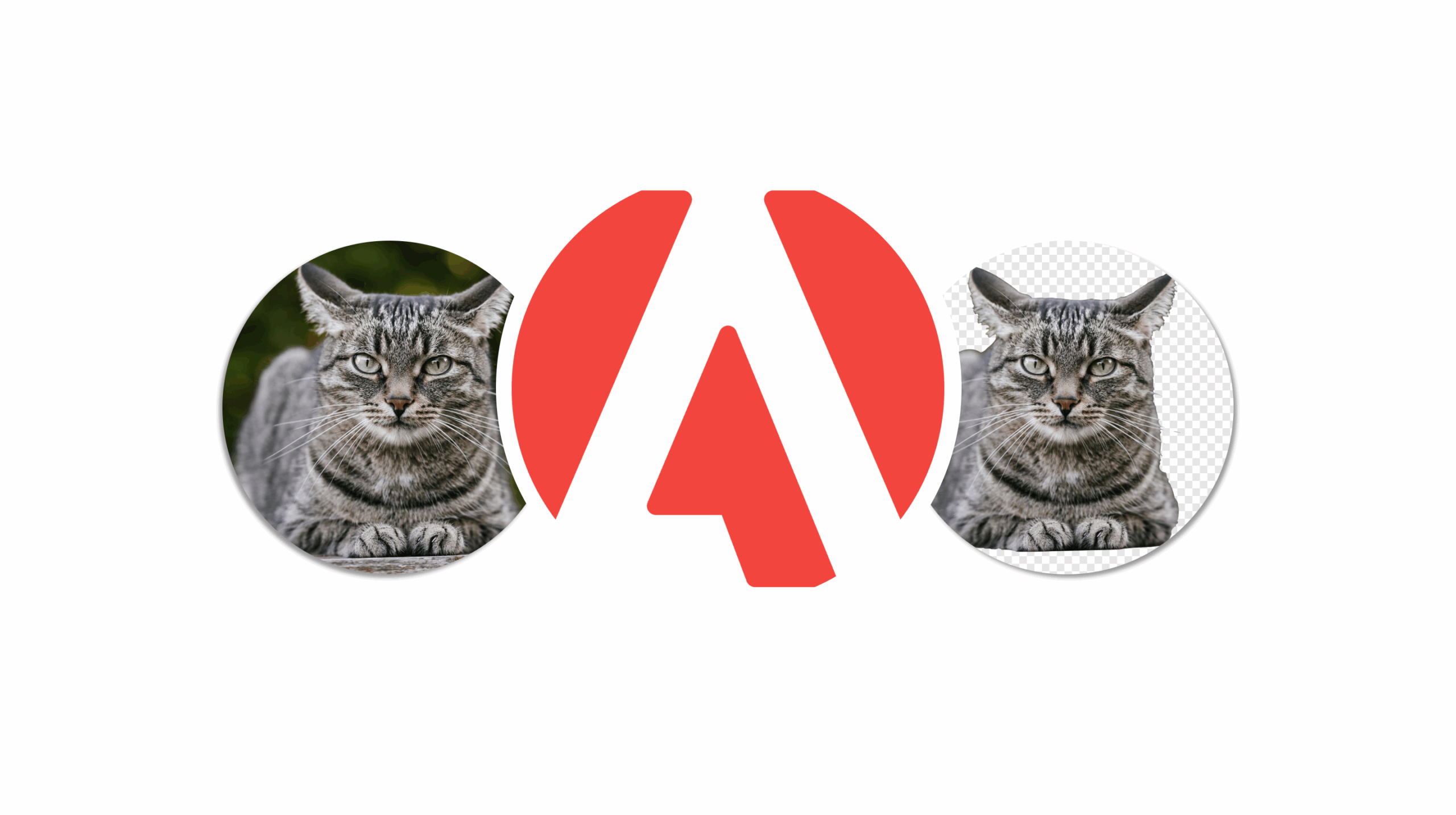 Adobe: Remove the Background From your Picture with this Tool for Free Adobe: Remove the Background From your Picture with this Tool for Free