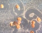 Living robots that reproduce: is it really possible?...