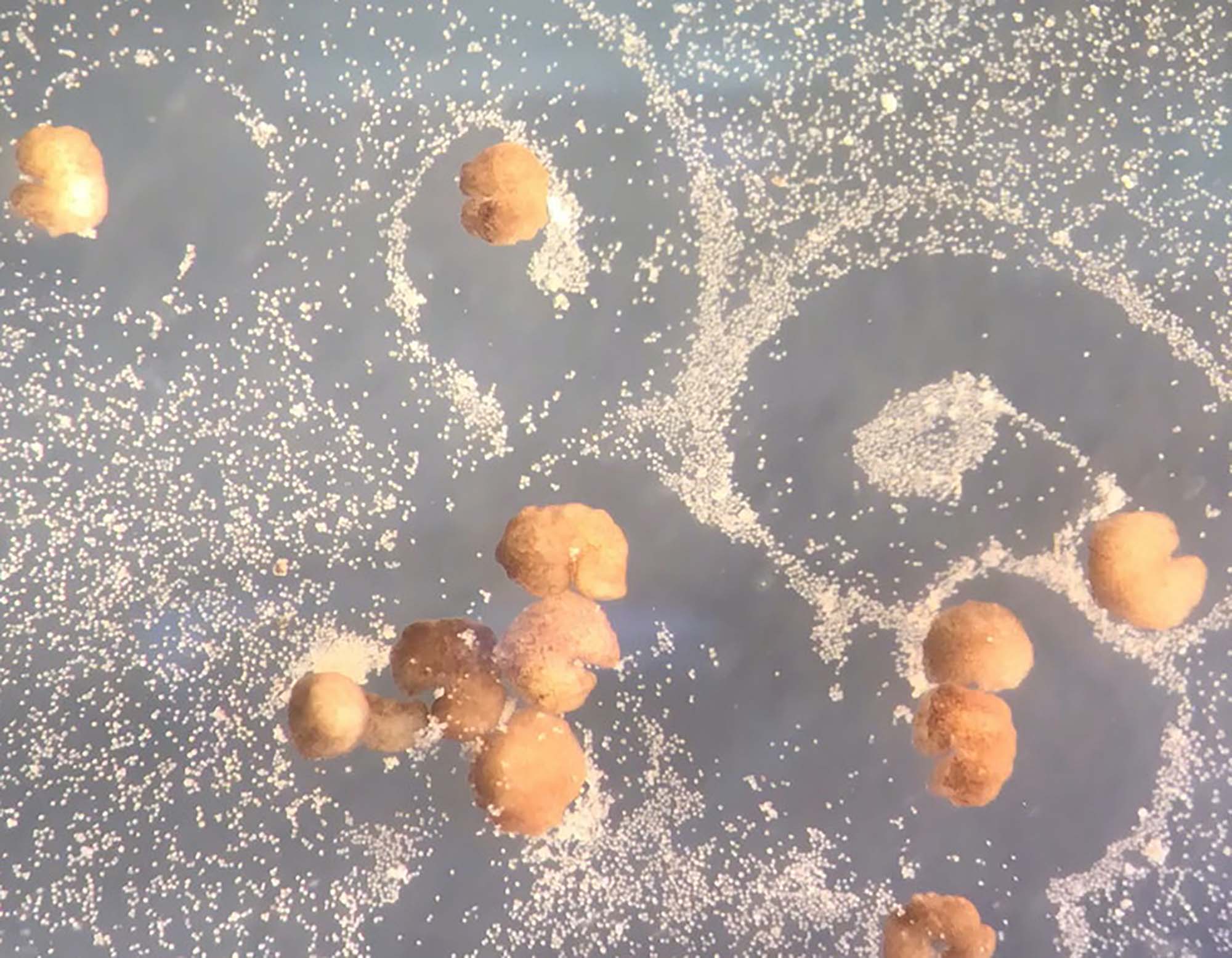 Living robots that reproduce: is it really possible? Living robots that reproduce: is it really possible?