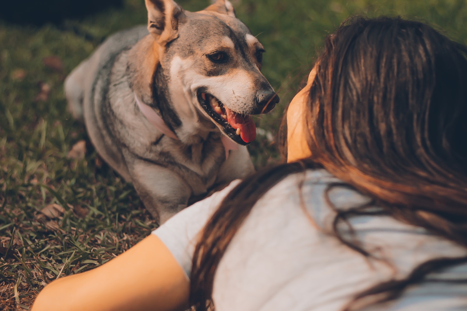Best Apps For Dog Lovers and Pet Owners on iOS Best Apps For Dog Lovers and Pet Owners on iOS